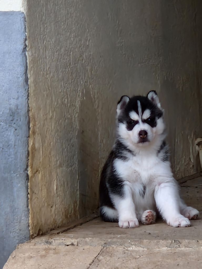 of aqua ice - Chiot disponible  - Siberian Husky