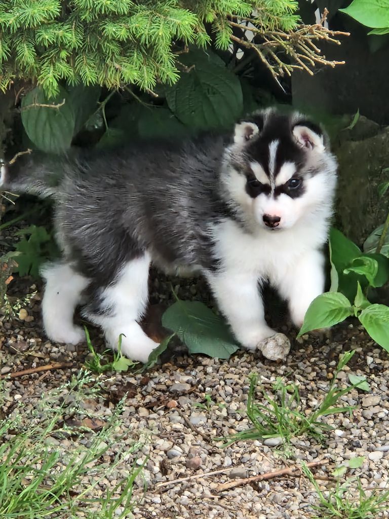 of aqua ice - Chiot disponible  - Siberian Husky