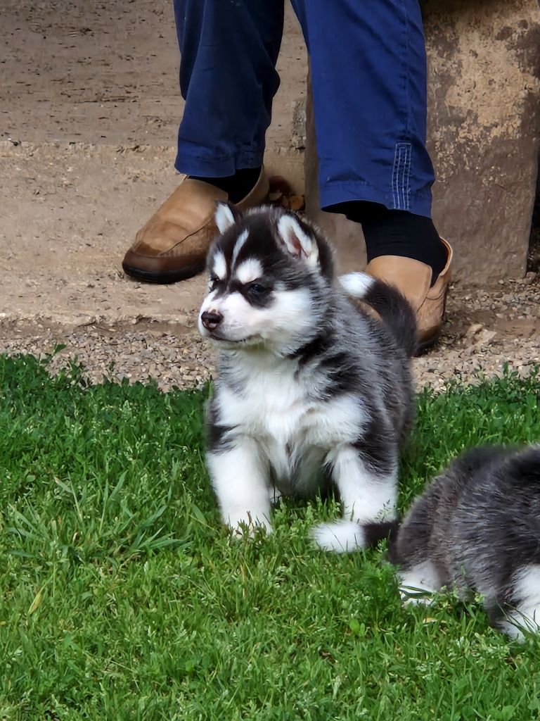 of aqua ice - Chiot disponible  - Siberian Husky