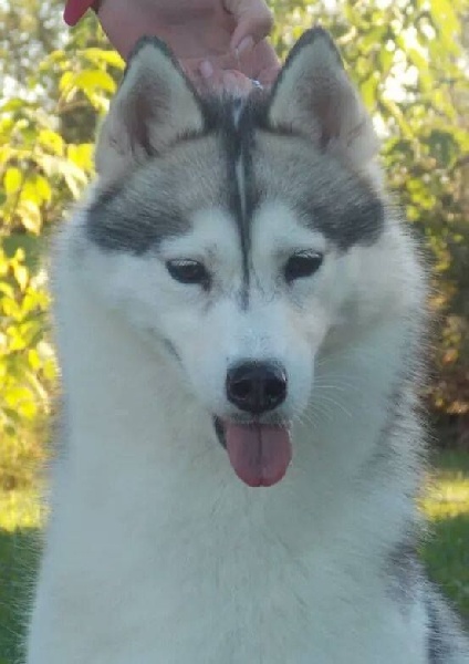 CH. French kiss of aqua ice