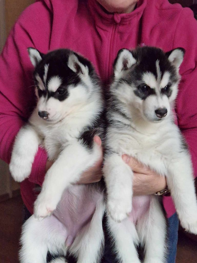 of aqua ice - Chiots disponibles - Siberian Husky