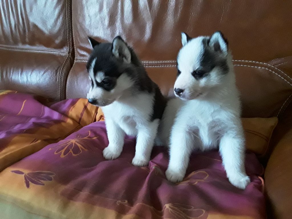 of aqua ice - Chiots disponibles - Siberian Husky