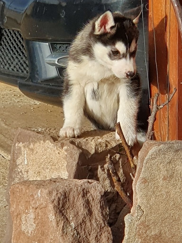 of aqua ice - Chiots disponibles - Siberian Husky