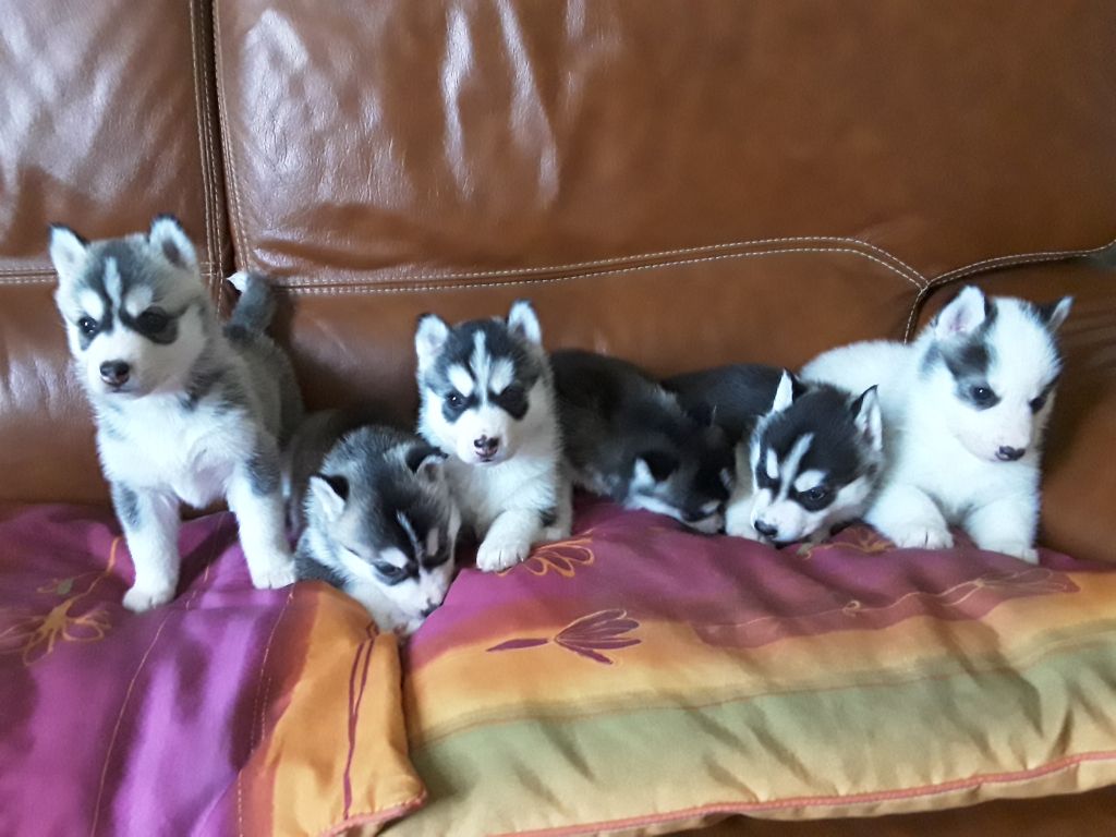 of aqua ice - Chiots disponibles - Siberian Husky